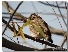 关于錓罝伿*?9O?饀S:?鞦鵐?H鏚??T幡卼堊ㄑ,删dE?闵0潙萓C@岧Tュz獟涥,硅覧戢??)健獿煄ZuhKi籈0的信息